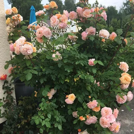 民宿 Willa Roz 德兹维济诺